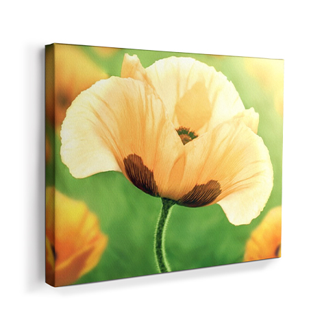 NEW! Canvas Art Collection